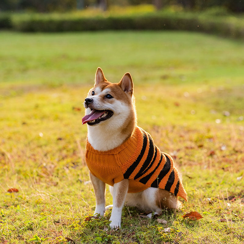 Spooky Cute Dog Sweater for Halloween Fun