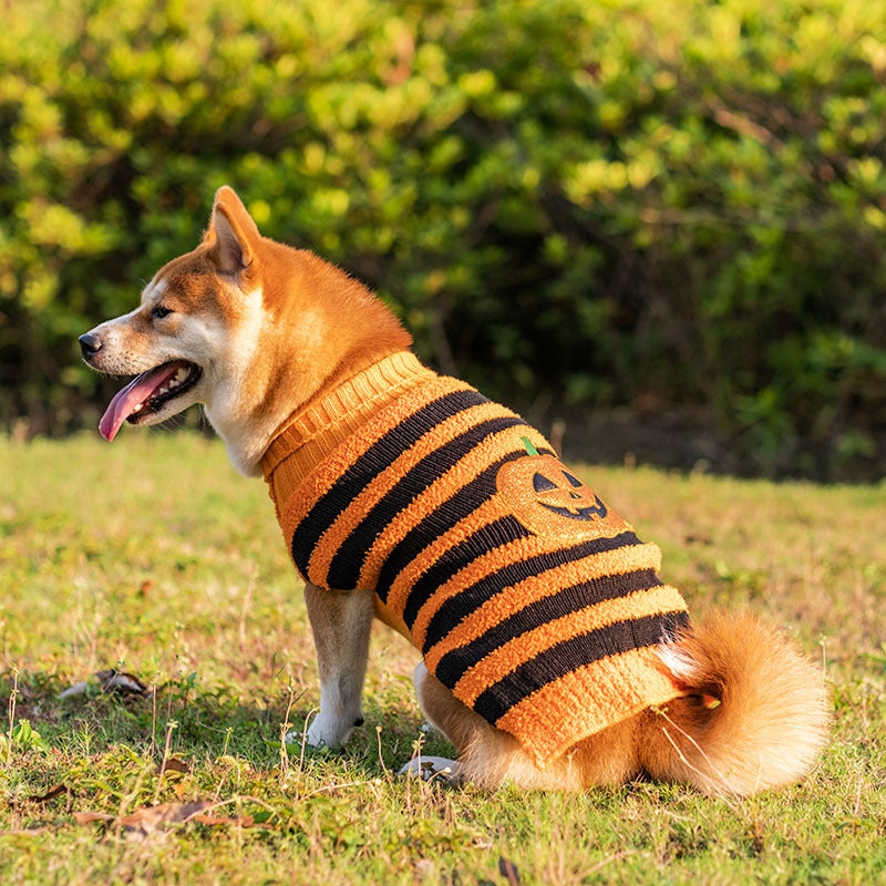 Spooky Cute Dog Sweater for Halloween Fun