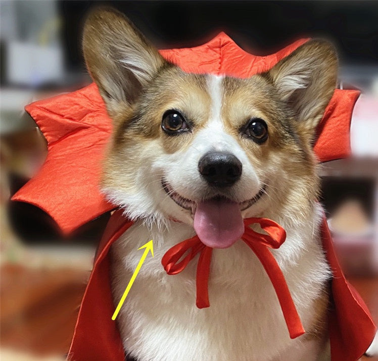 Vampire Pet Cape – Easy Halloween Costume for Pets