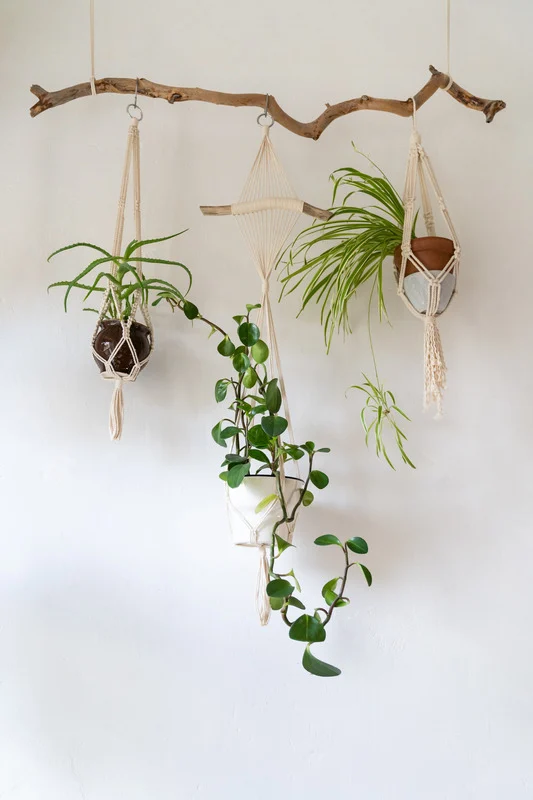 Hanging Plant Decor Ideas for Small Rooms