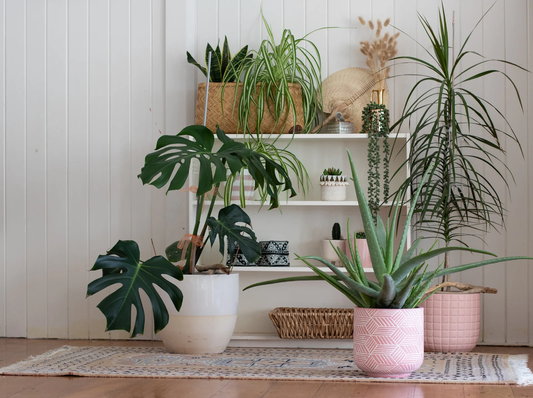 Top 7 Indoor Plants That Double as Home Decor