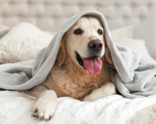 Pet-Friendly Home Decor That Still Looks Chic