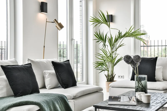 Best Indoor Plants for Low Light Corners in Living Rooms