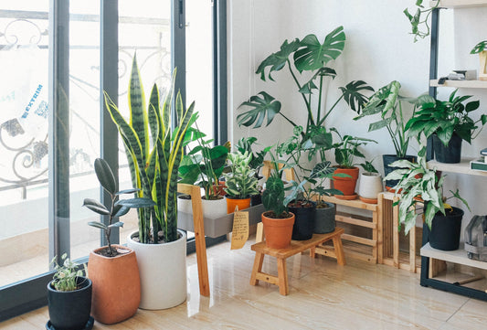 Indoor Plant Home Decor Tips for Beginners