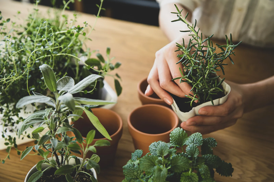 Best Indoor Plant Décor Ideas for Beginners