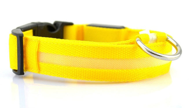 LED Dog Collar for Night Safety | USB Rechargeable Glow in Dark Pet Collar