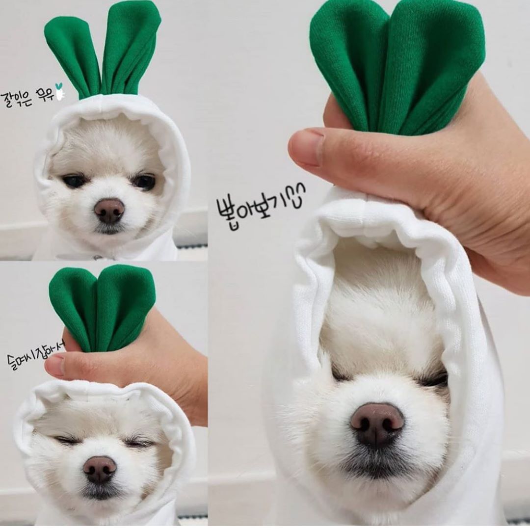 Cozy Dog Hoodie for Small Dogs – Cute Fruit Winter Pet Clothing Outfit
