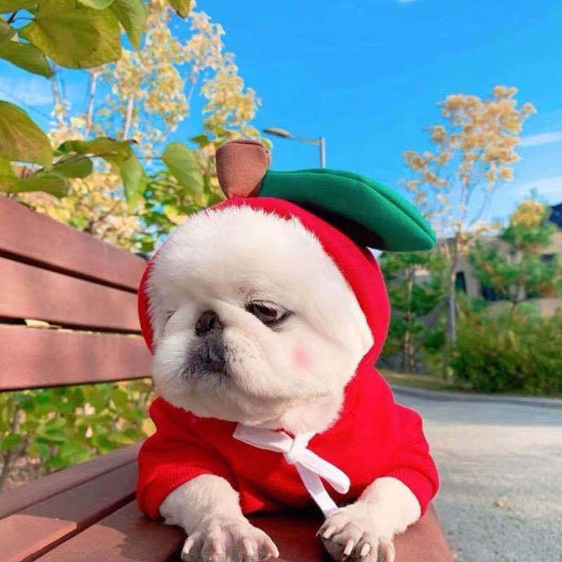 Cozy Dog Hoodie for Small Dogs – Cute Fruit Winter Pet Clothing Outfit