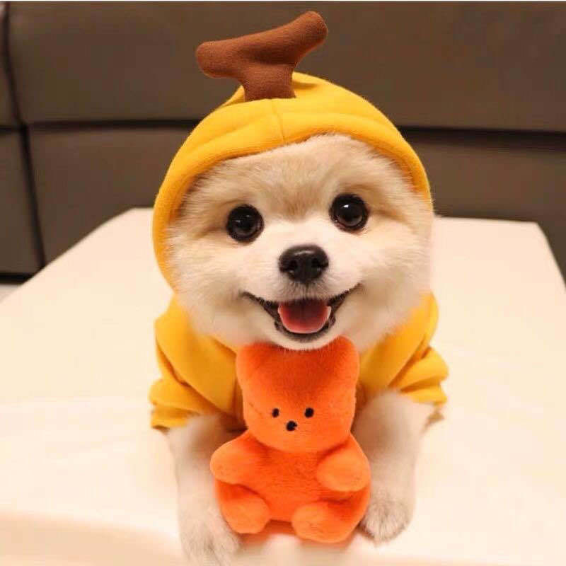 Cozy Dog Hoodie for Small Dogs – Cute Fruit Winter Pet Clothing Outfit