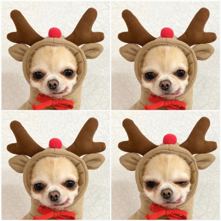 Cozy Dog Hoodie for Small Dogs – Cute Fruit Winter Pet Clothing Outfit