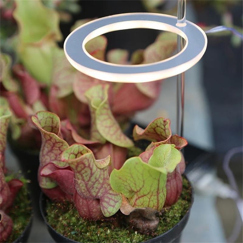Portable LED Grow Lamp for Plants – Full Spectrum Indoor Plant Light