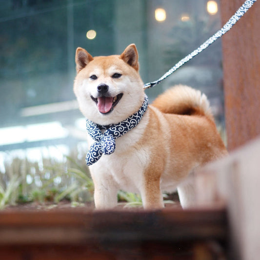 Japanese-Inspired Dog Collar – Cozy Stylish Pet Collar for Puppies & Cats