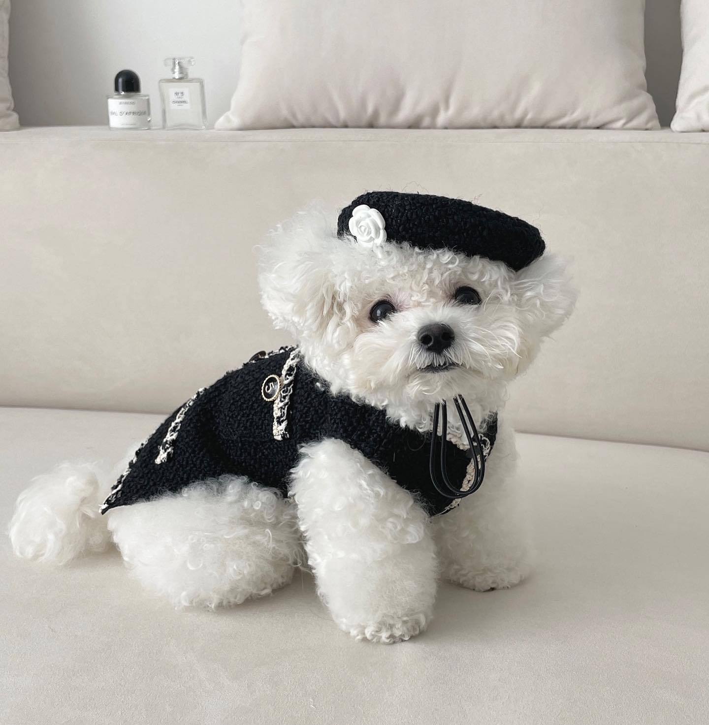 Pet Beanie Hat – Cozy Knitted Winter Hat for Dogs & Cats