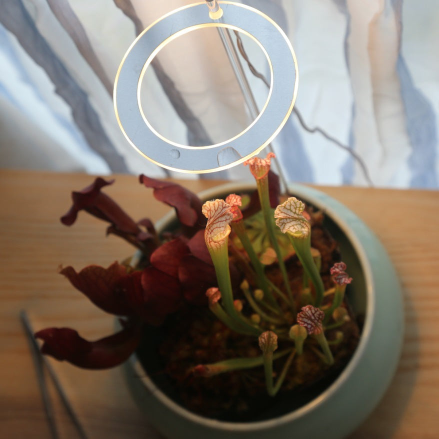 Portable LED Grow Lamp for Plants – Full Spectrum Indoor Plant Light