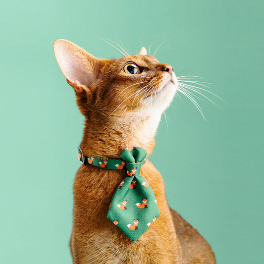 Elegant Pet Bow Tie Collar – Stylish Dog Accessory