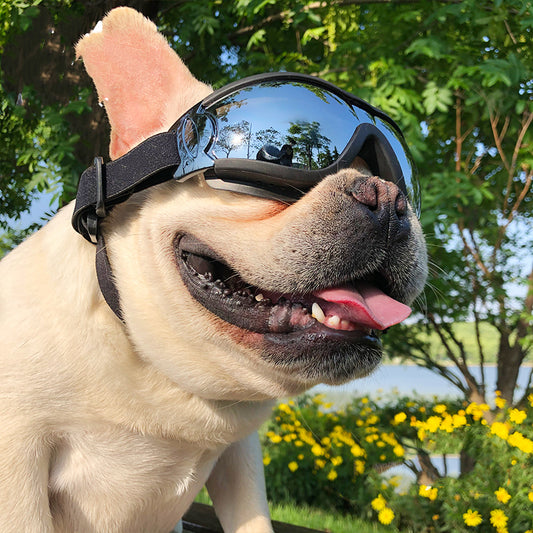Cool Dog Sunglasses & Windproof Goggles – Best Outdoor Pet Accessories