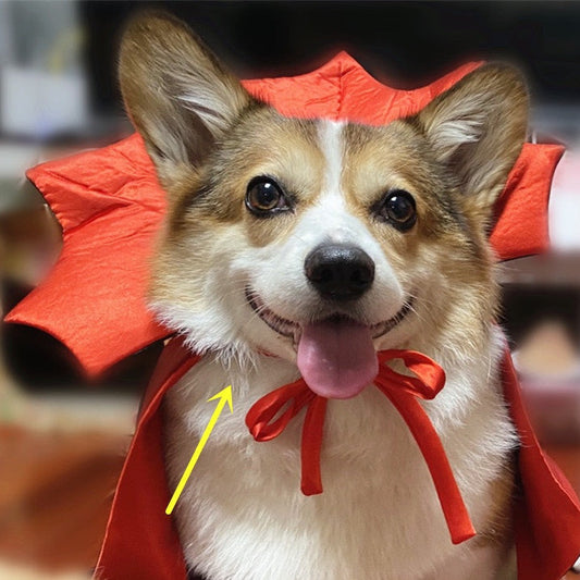 Vampire Pet Cape – Easy Halloween Costume for Pets